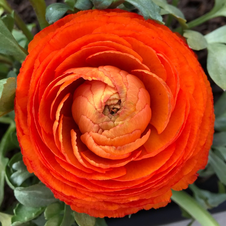 plant image 981479