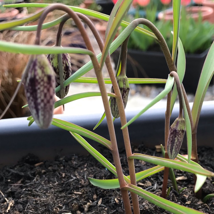 plant image 983425