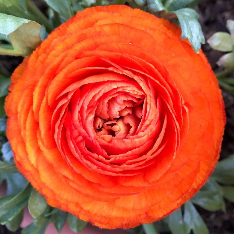 plant image 983427