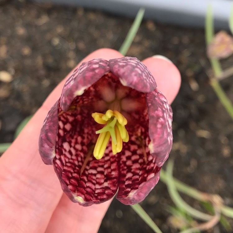 plant image 998190