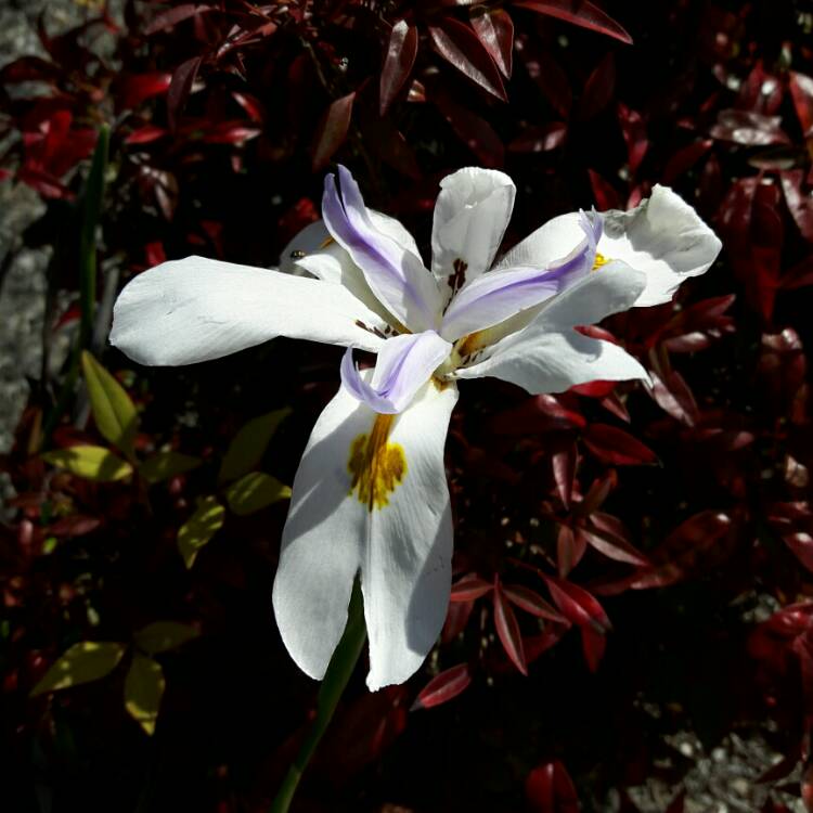 Plant image Dietes grandifolia syn. Dietes grandiflora 'Reen Lelie'