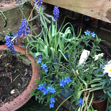Lithodora Diffusa 'Compact Blue'