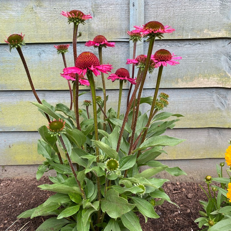 Plant image Echinacea 'Noortdeli' syn. Echinacea 'Delicious Candy'