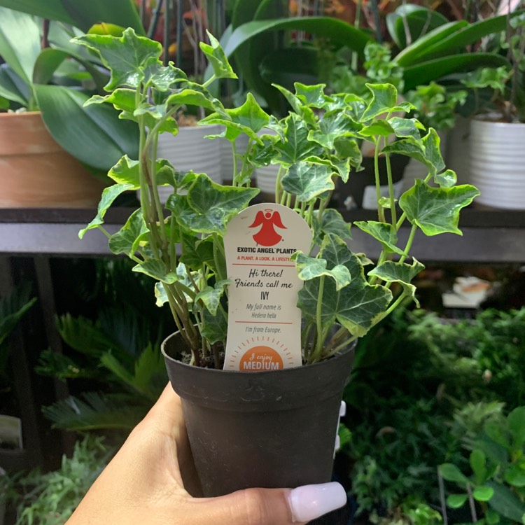 plant image 1204653
