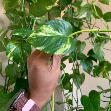 Epipremnum aureum (Devil's Ivy)