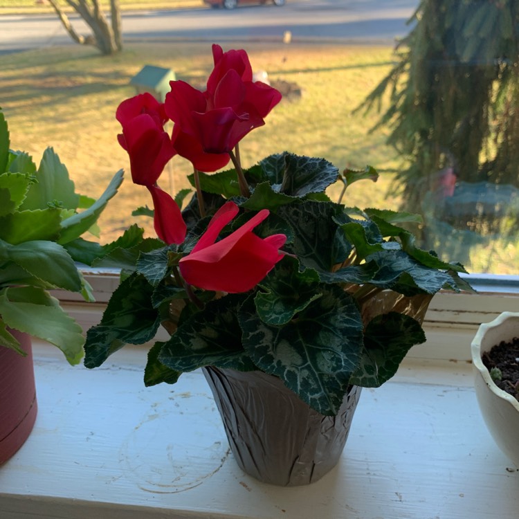 plant image 1218333
