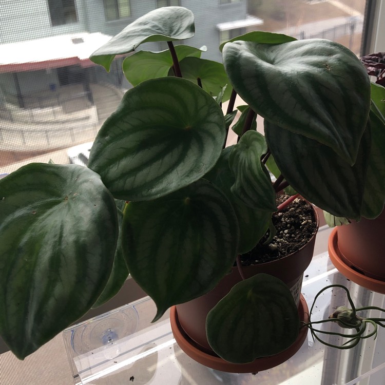 Plant image Peperomia sandersii