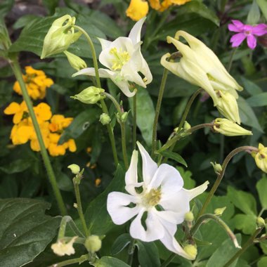 Kimberley's garden