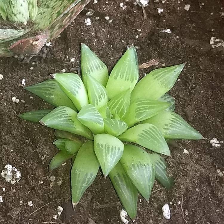 Plant image Haworthia magnifica var. Acuminata