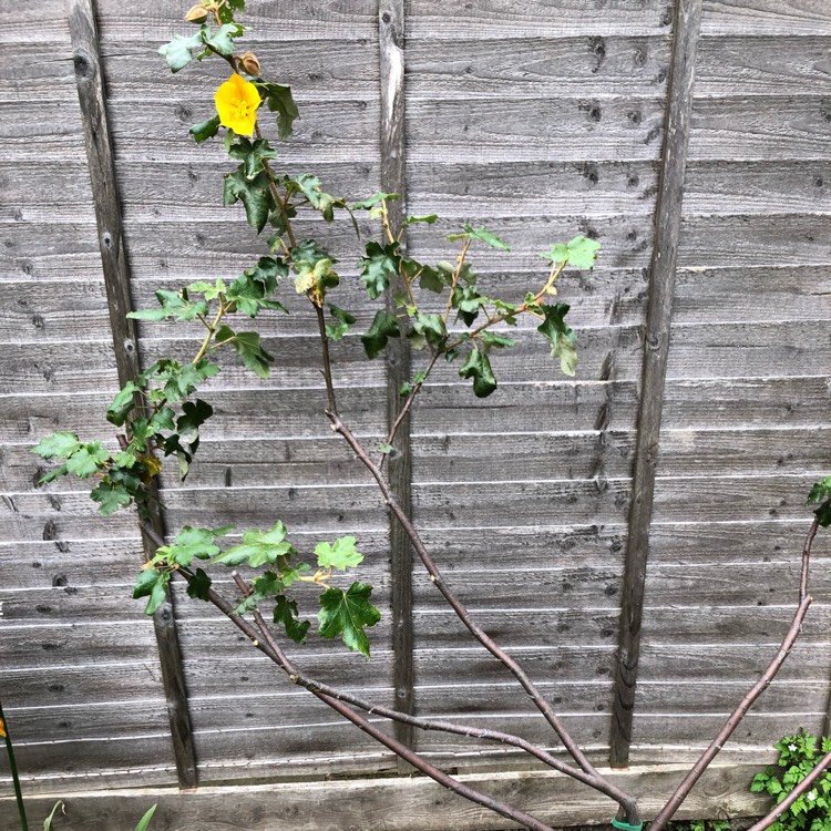 plant image 1045668