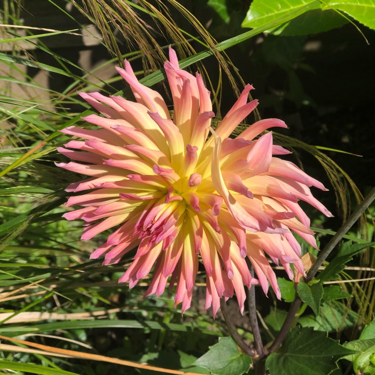 plant image 1097299 plant image 1097299