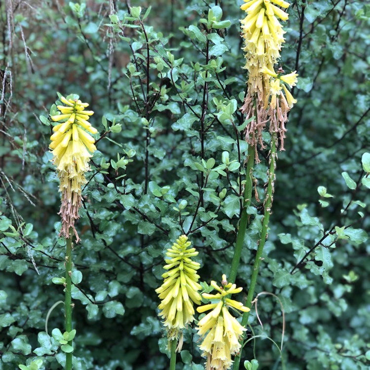 plant image 1120432