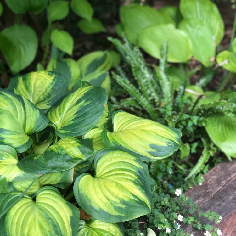 Plant image Hosta 'Cathedral Windows'