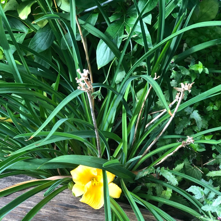 plant image 1140499
