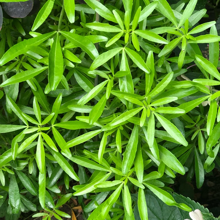 Plant image Choisya 'Aztec Gold'