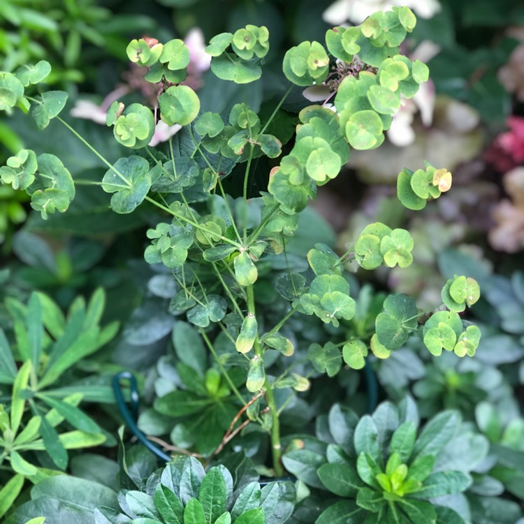 Plant image Euphorbia x martini 'Waleutiny' syn. Euphorbia x martini 'Tiny Tim'
