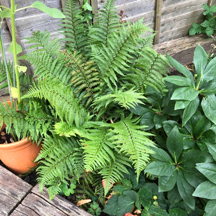 plant image 1140526 plant image 1140526