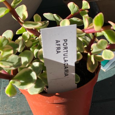 Portulacaria Afra