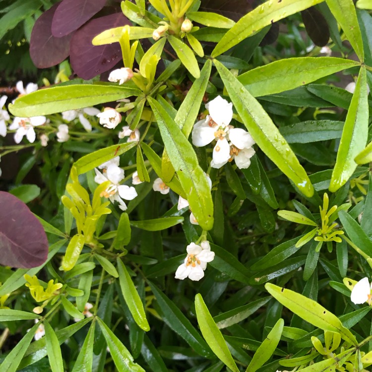 Plant image Choisya 'Aztec Gold'