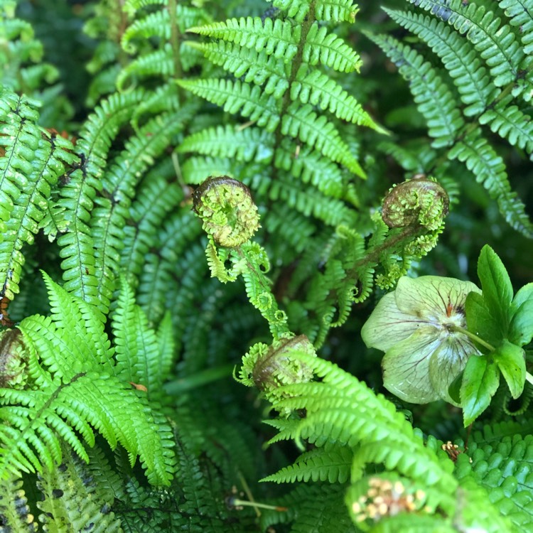 plant image 1292524 plant image 1292524
