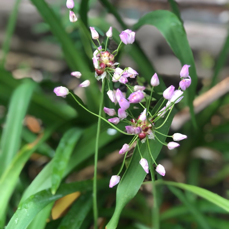 Plant image Allium roseum