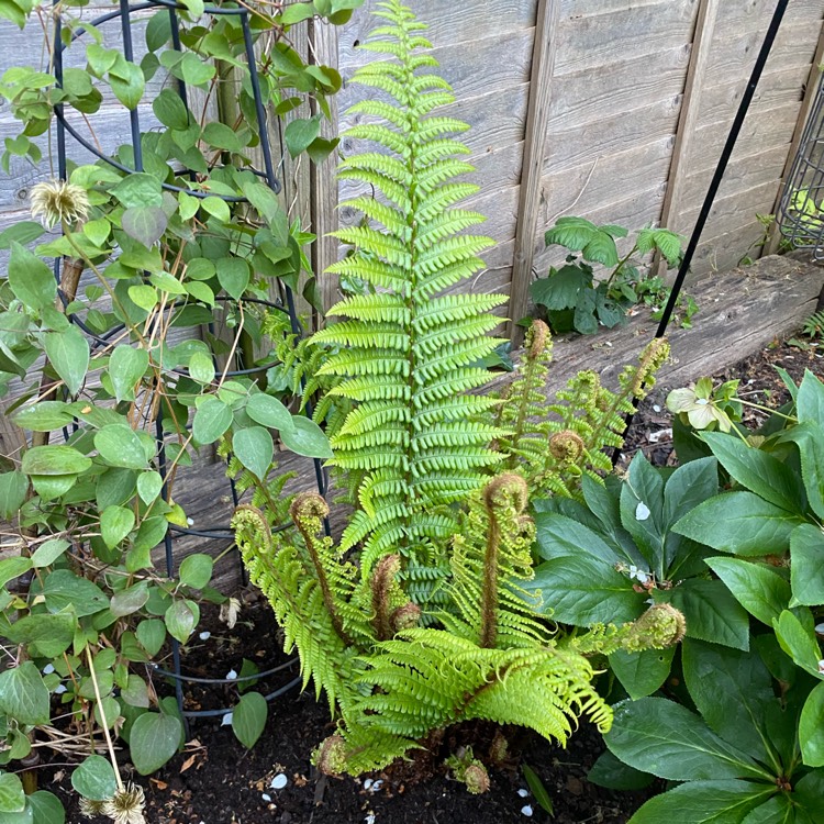plant image 1481838 plant image 1481838