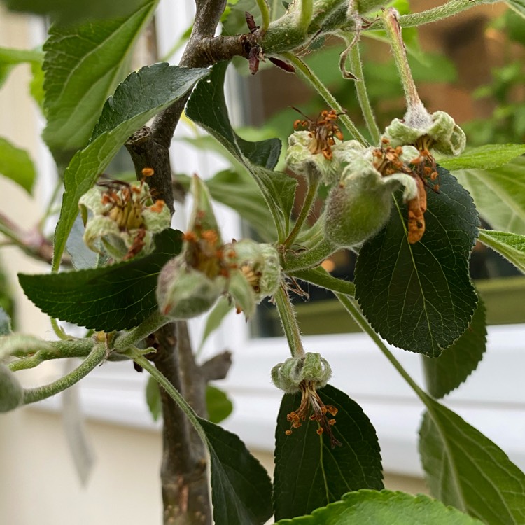 Plant image Malus domestica 'Red Falstaff'