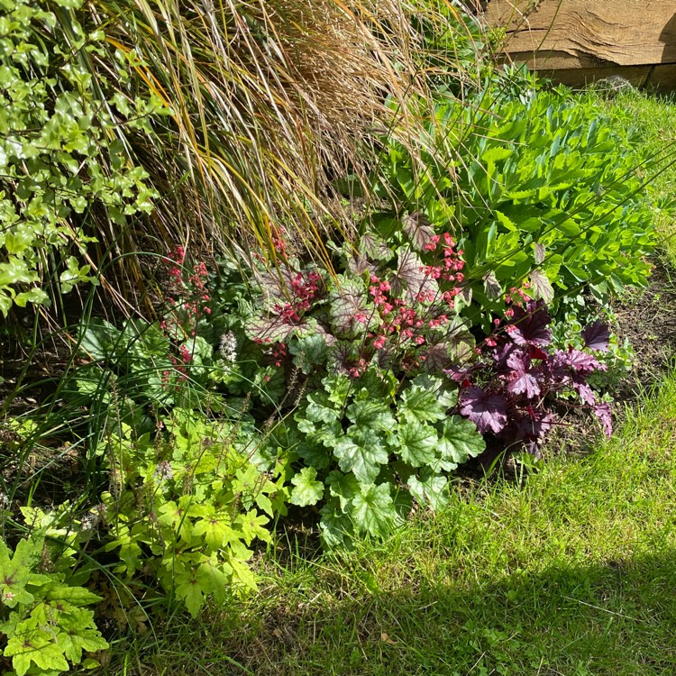 plant image 1491238 plant image 1491238