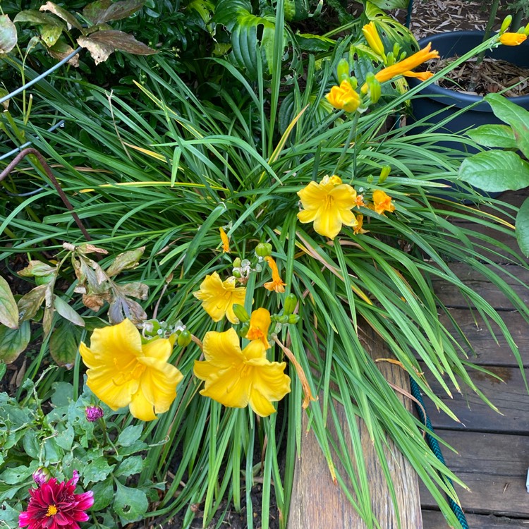 plant image 1528676