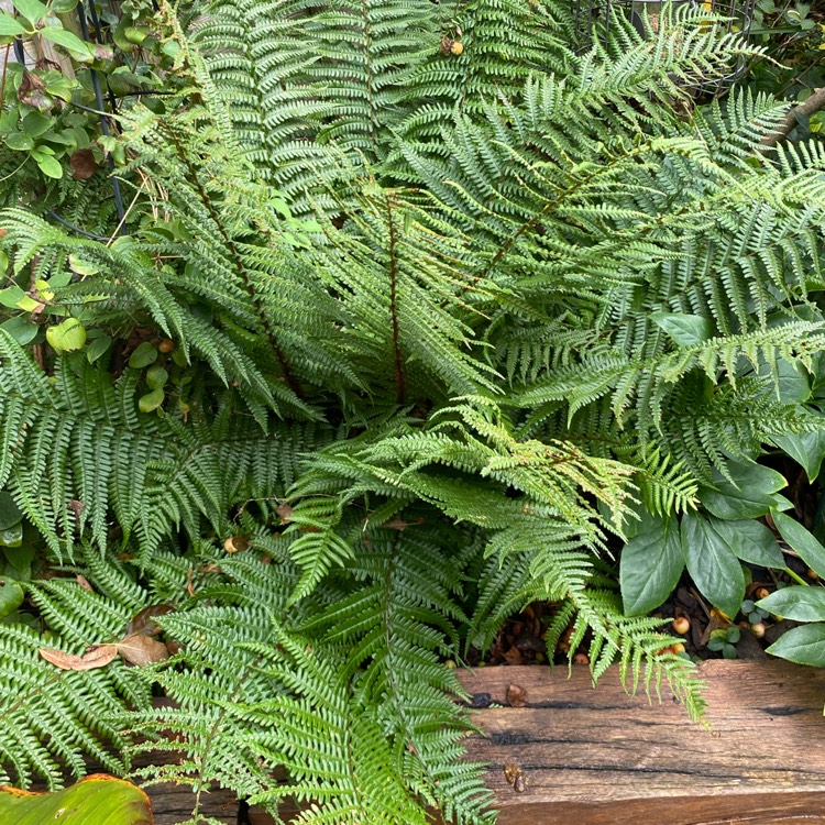 plant image 1537023 plant image 1537023