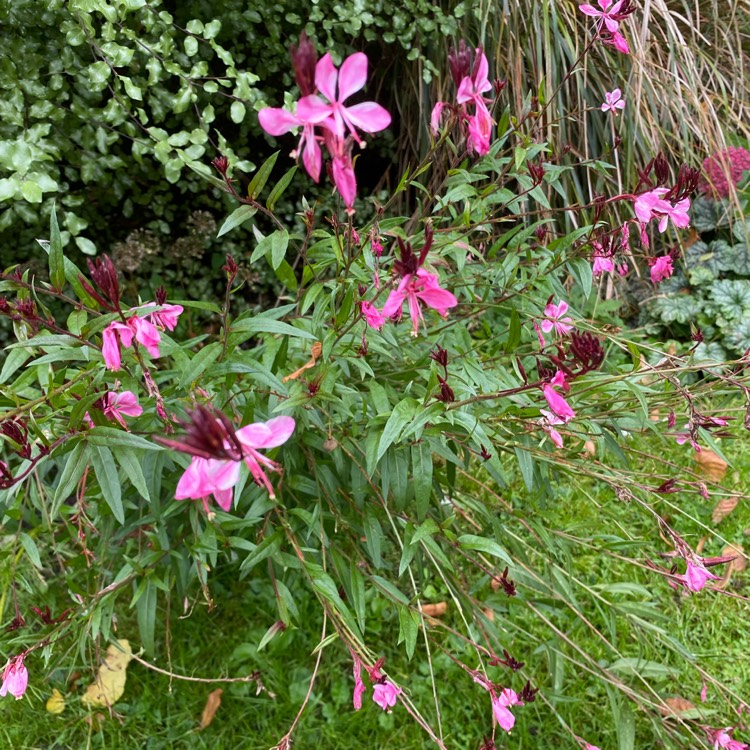 plant image 1537032 plant image 1537032
