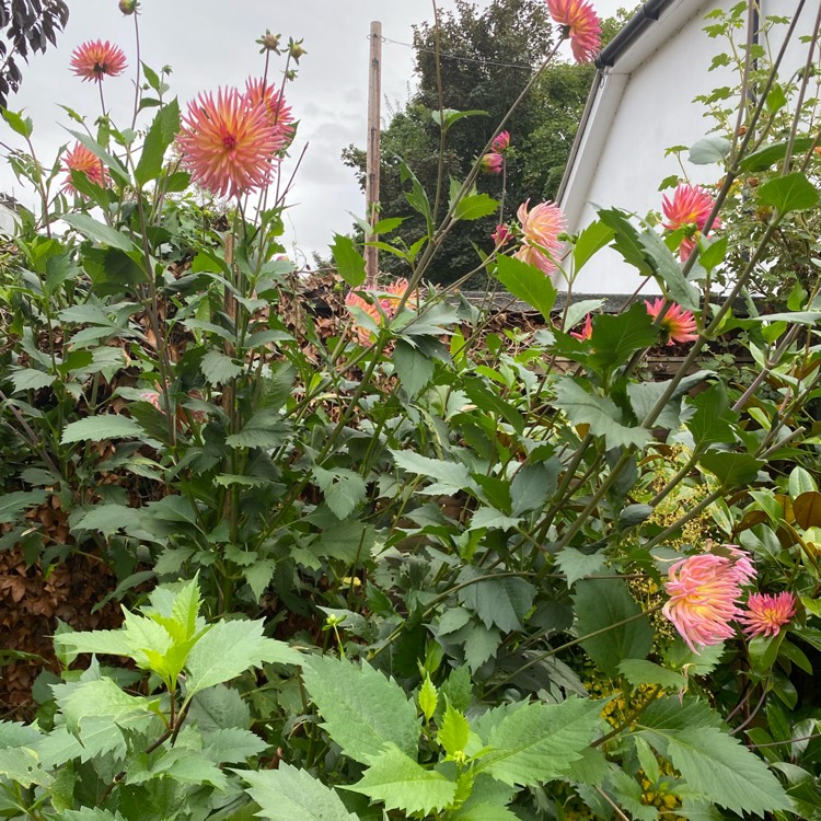 plant image 1537036 plant image 1537036