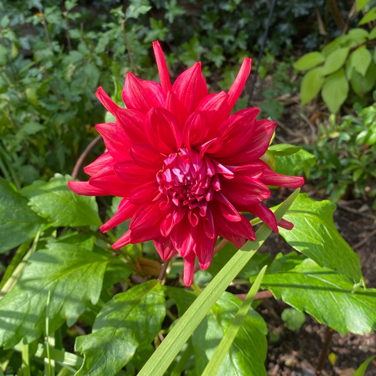 plant image 1540537 plant image 1540537