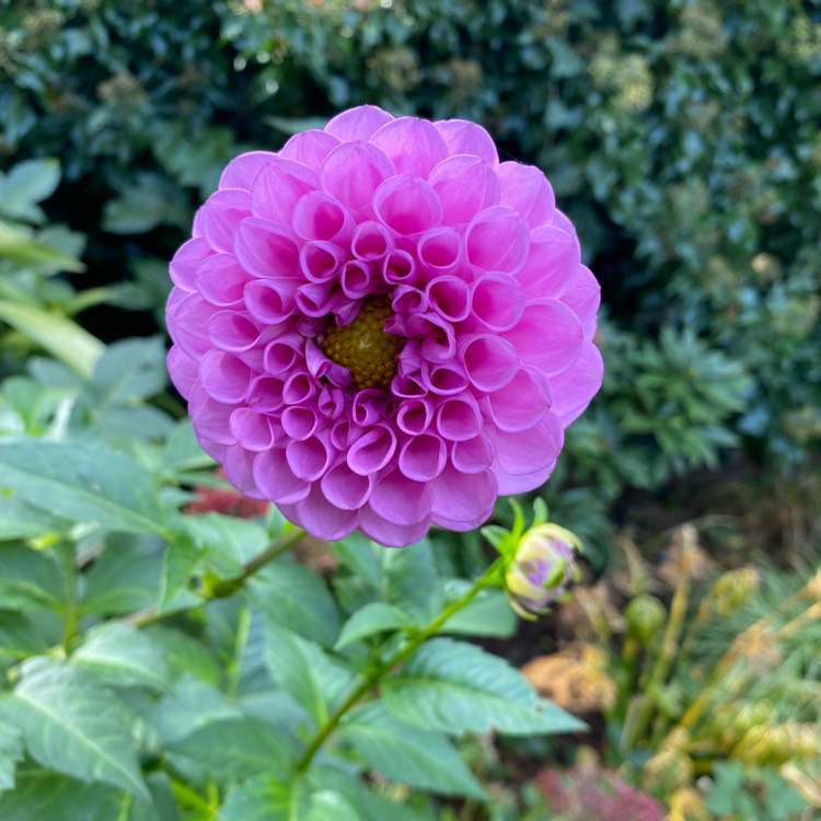 plant image 1540547 plant image 1540547