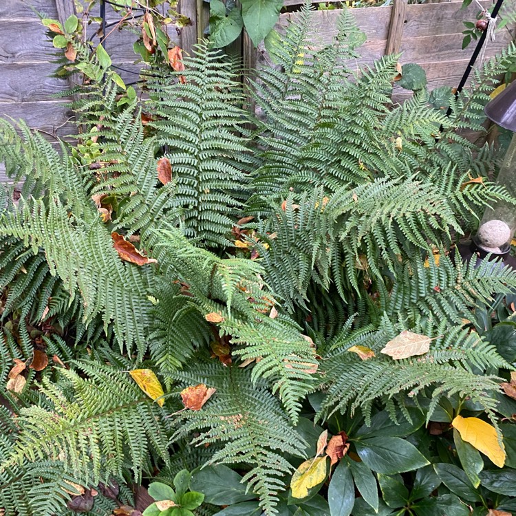 plant image 1547376 plant image 1547376