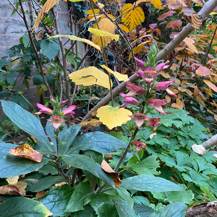 Plant image Isoplexis isabelliana