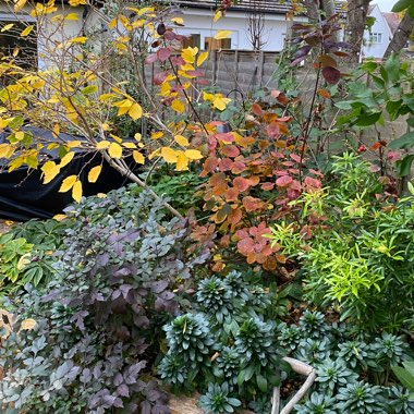 Kate's garden