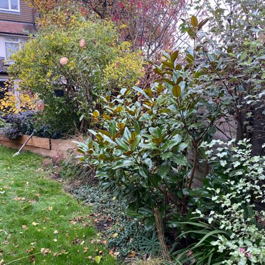 Kate's garden