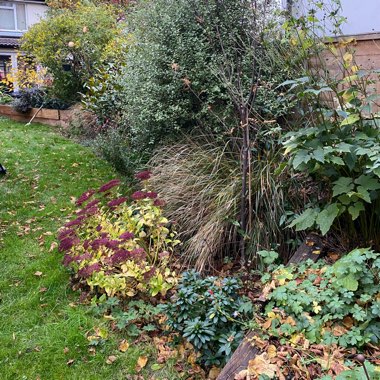Kate's garden
