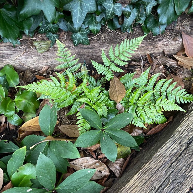 plant image 1547389 plant image 1547389