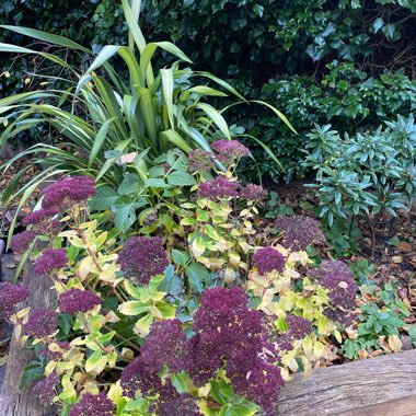 Kate's garden