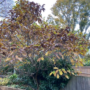 Magnolia