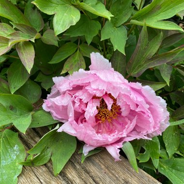 Tree Peony 'Luo Yang Hong'