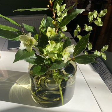 Hellebore