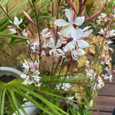 Lindheimer's Beeblossom