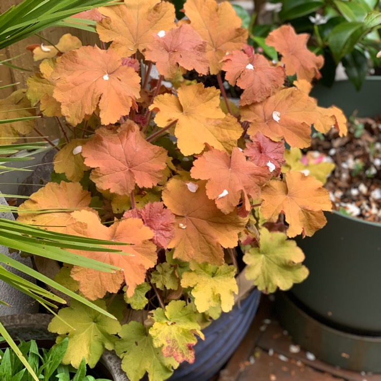 plant image 1683475 plant image 1683475