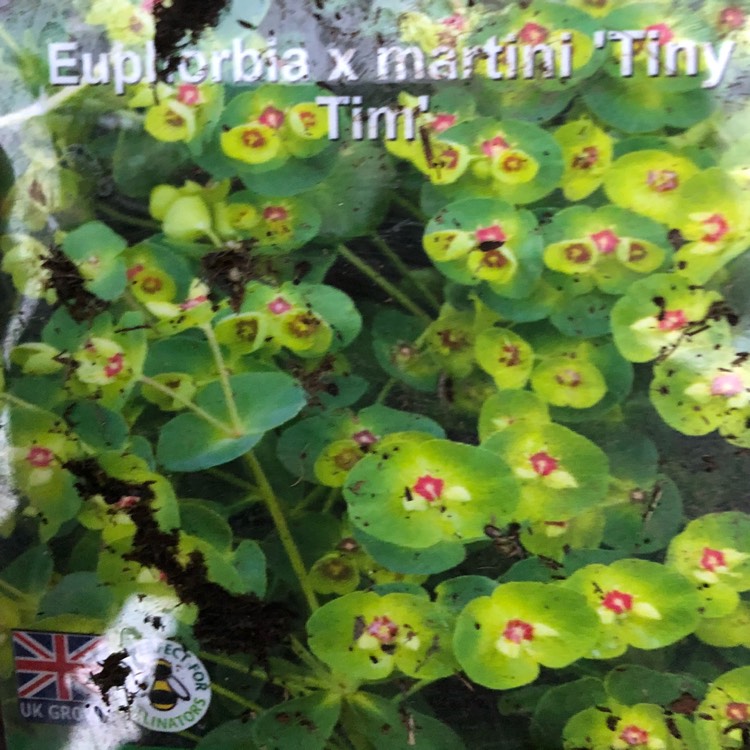 plant image 748345 plant image 748345