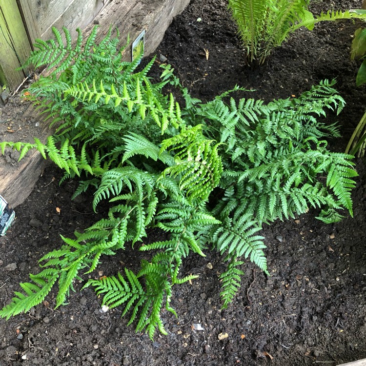 plant image 749739 plant image 749739