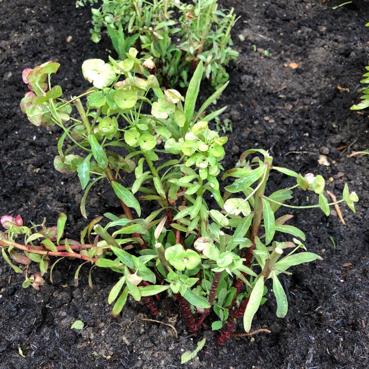 plant image 749839 plant image 749839