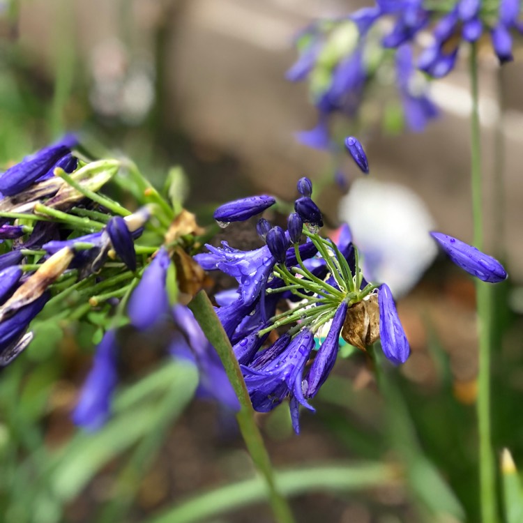 plant image 816883